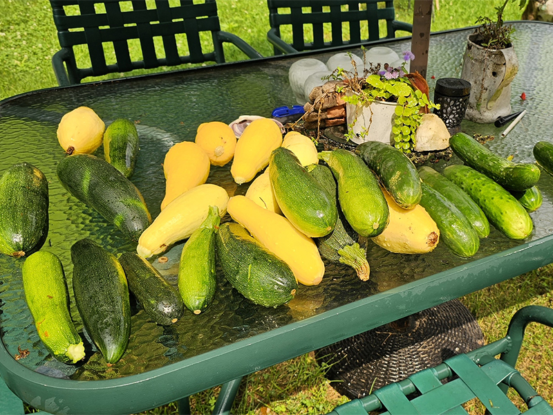 windjammer's garden